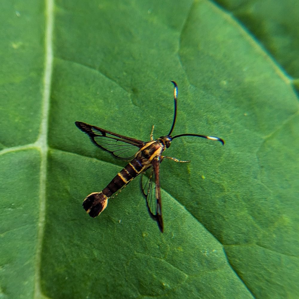 A picture of a tiny moth with black bordered, angular see through wings resting on a giant green leaf.  The moth has bands of yellow and greatly resembles a yellow jacket wasp.