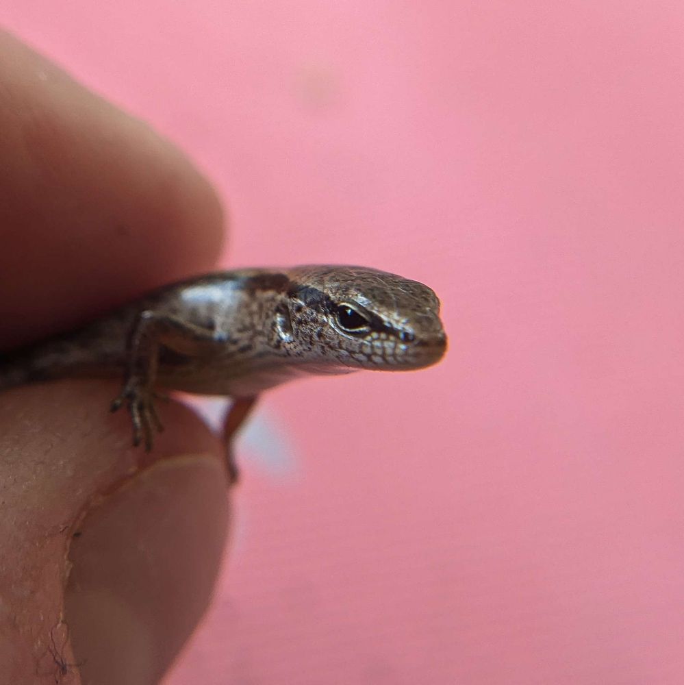 A close up photo of me gently holding a Little Brown Skink (Scincella lateralis) between my index finger and thumb.  The lizard is a soft, brown color with a dark stripe that begins at the nose and runs past the eye and down the body.