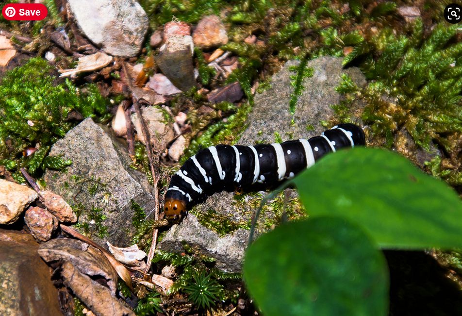 A Spanish Moth (Xanthopastis regnatrix) crawling along the forest floor.  It has an orange head and a black body with alternating white stripes and dots along its length.