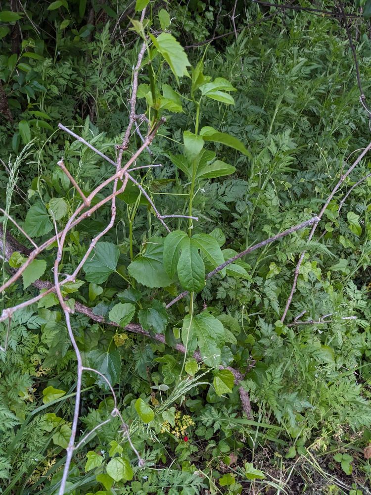 A picture of a singular tri lobed passion fruit vine growing up amongst a background of overgrown woodland shrubs and plants.