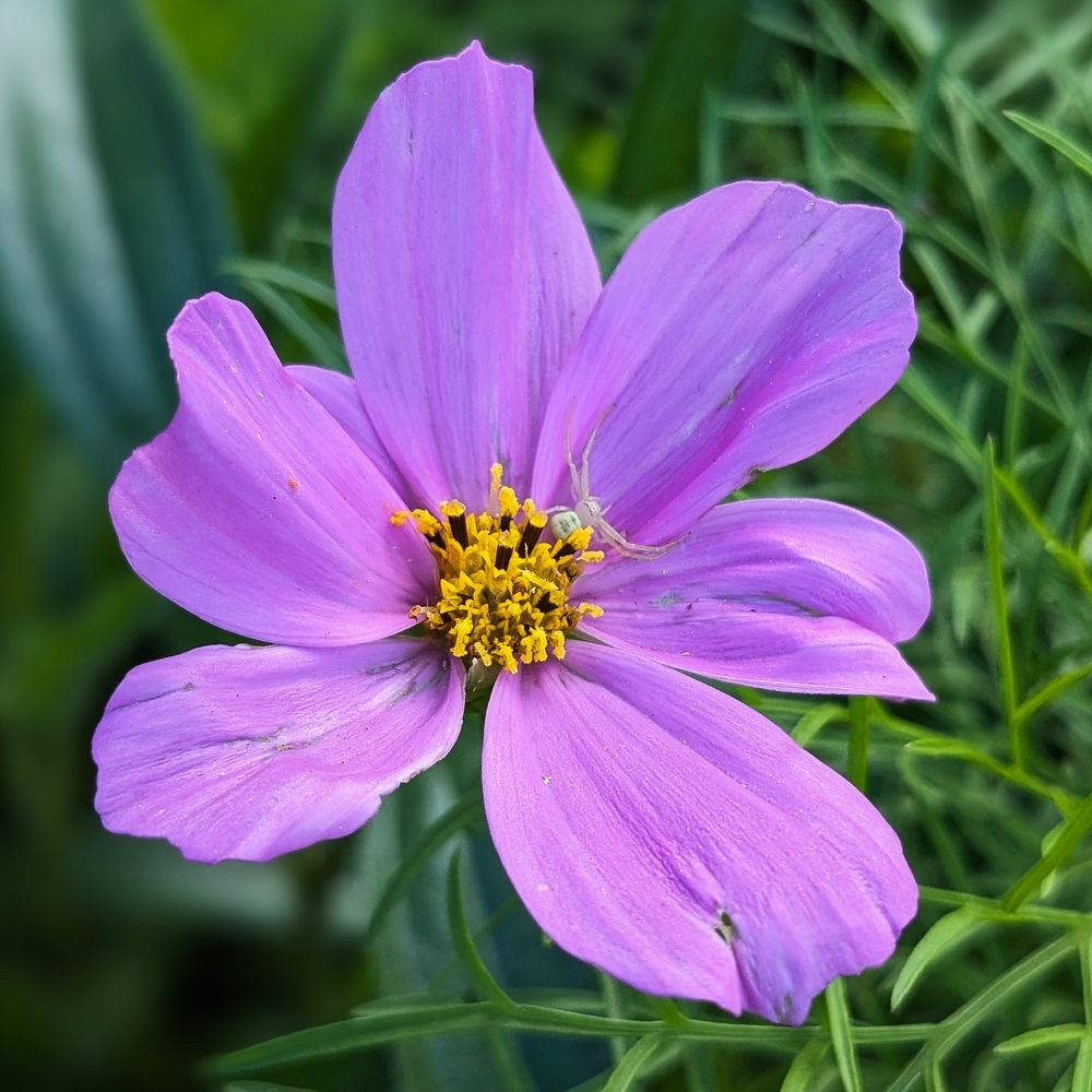 A close up picture of a six petaled, light pink cosmos flower with a yellow center.  A small white crab spider is hiding in the petals.