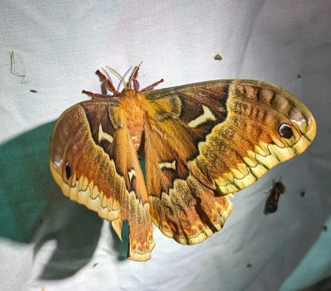 A photo of a large silk moth on a white sheet in front of a mercury vapor bulb light.  This is a Tulip-Tree Silkmoth (Callosamia anguilifera), it has dark brown caps on the top of the wing that change into lighter browns, oranges, and creams with white and black eyespots on the forewing and wing tips.