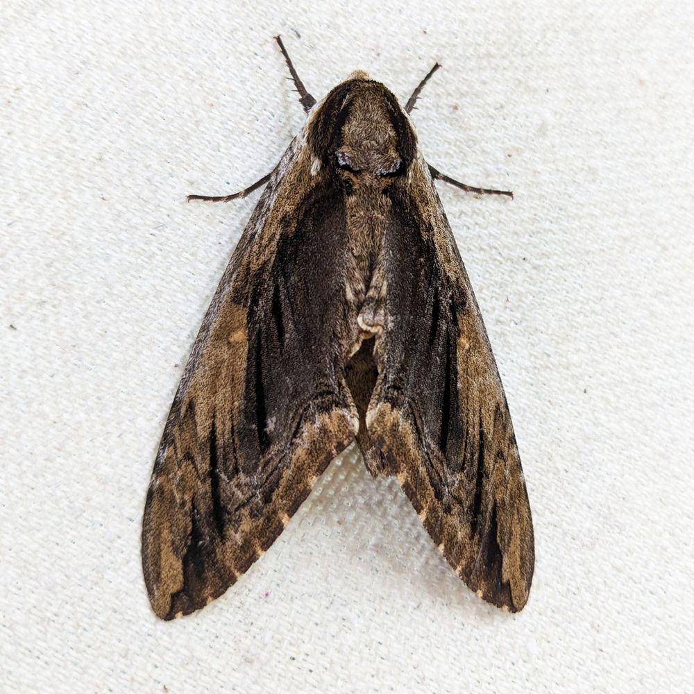 A very large moth on my white cloth with a triangular shape.  The head and wings have dusky and dark brown stripes that run the length of the moth.  This is an Elm Sphinx (Ceratomia amyntor).