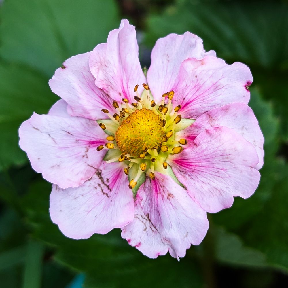 A close up picture of a pale pink strawberry bloom with a pollinated yellow center that is turning into a berry.