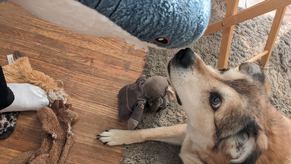 My dog interacts with my Blahaj