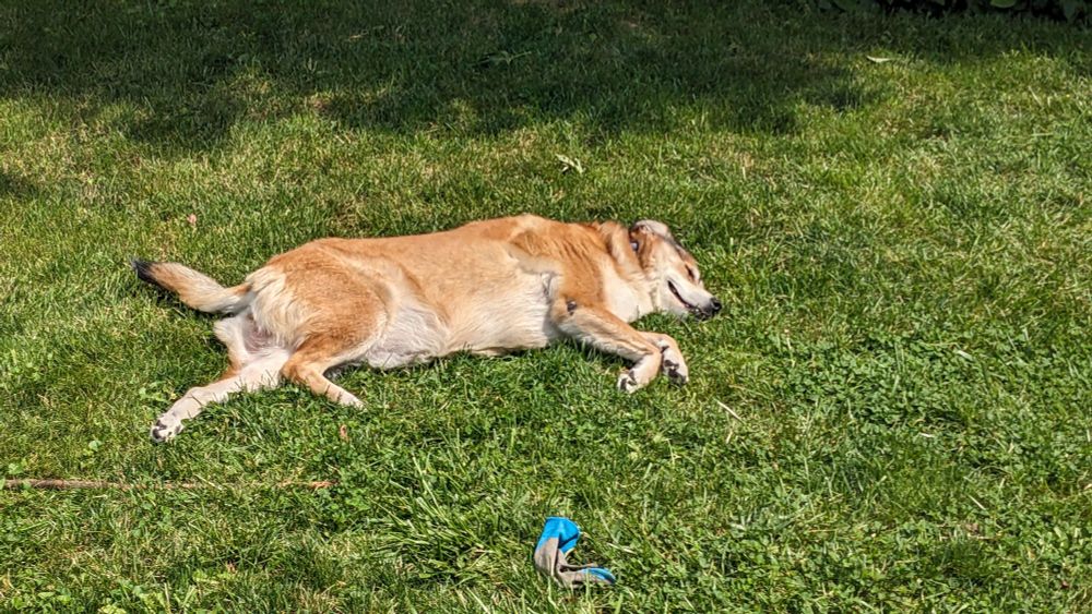 My dog lays out in the grass, stretched out and resting in the sun