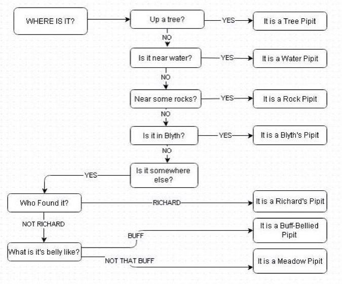 A flowchart for identifying pipits. Where is it? Up a tree? It is a tree pipit. Is it near water? It is a water pipit. Near some rocks? It is a rock pipit. Is it in Blyth? It is a Blyth’s pipit. 
Is it Somewhere else? Yes. Who found it? Richard. It is Richard’s pipit.  Not Richard. What is its belly like? buff-it is a buff bellies pipit. Not that buff. It is a meadow pipit. 