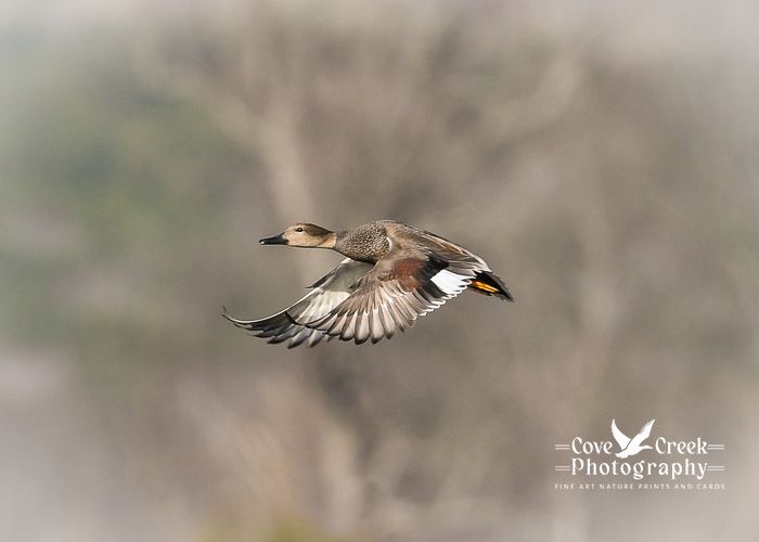 A male gadwall in flight against a light brown background of blurred trees.