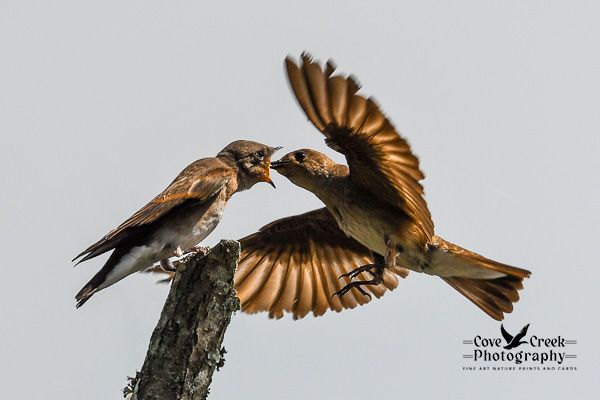 A parent rough-winged swallow feeding a fledgling that is perched at the top of a broken tree branch.