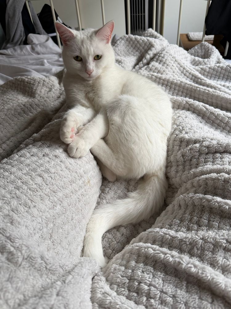 White cat in weird half sitting half laying position on blanket and between my legs 