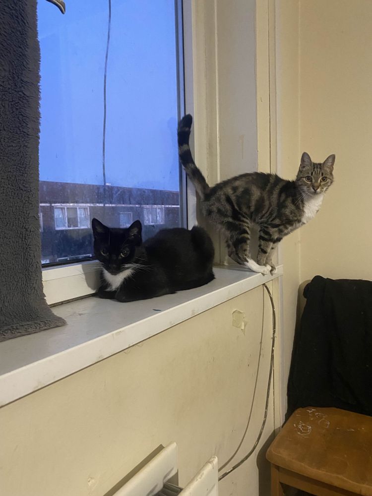 My two cats, Luna (Tuxedo) and Stripe (Tabby), resting on a window ledge with a dull grey sky out back.