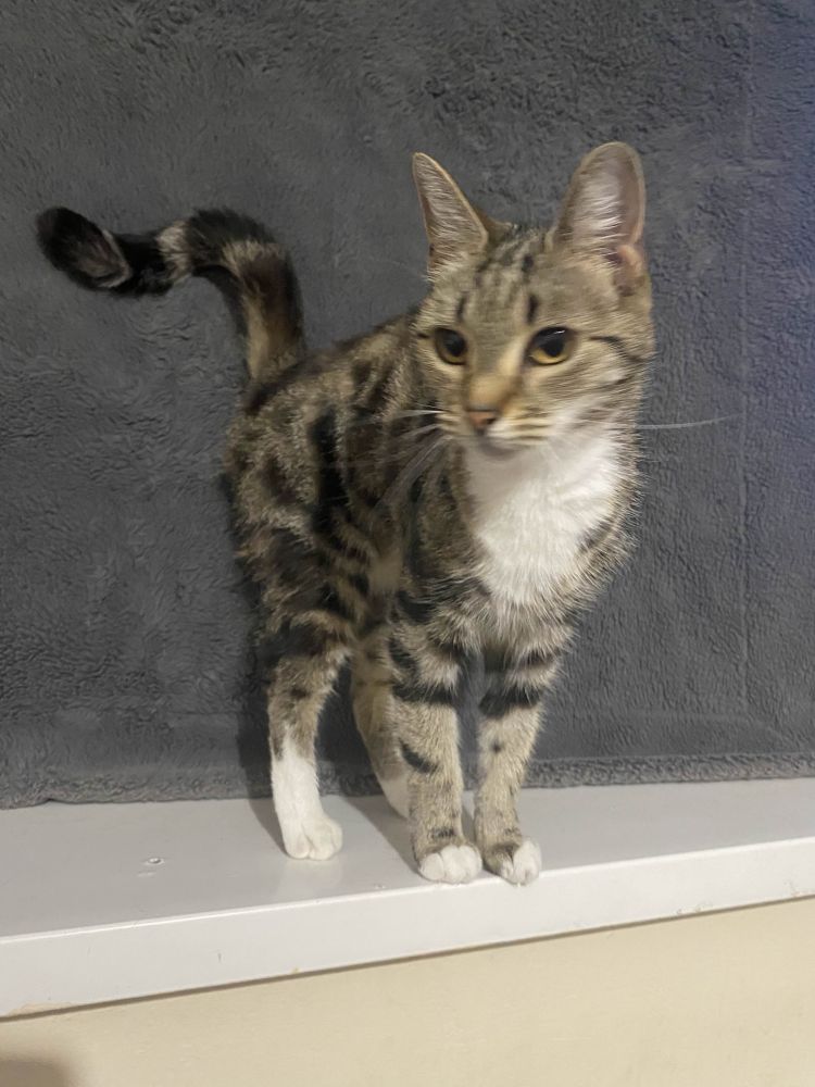 A slightly blurry picture of my tabby cat Stripe, on white window ledge with a grey curtain behind.