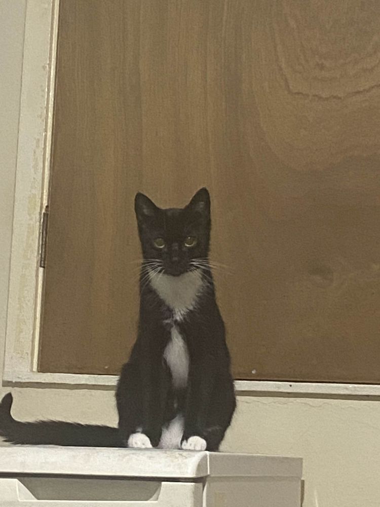 Tuxedo cat Luna, perched in front of a brown cupboard