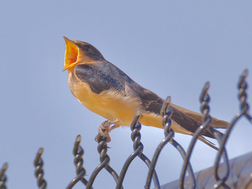 Barn swallow calling, perched atop a chain link fence. 