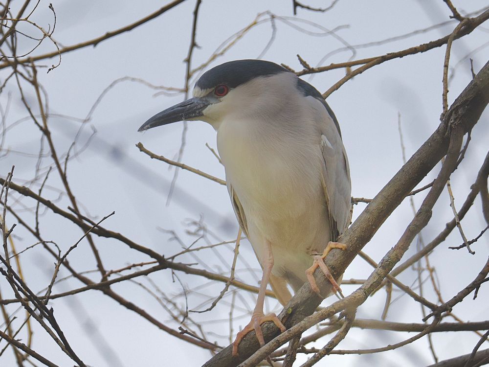 Photo from March 2025 of black-crowned night heron by Washington Marina.
