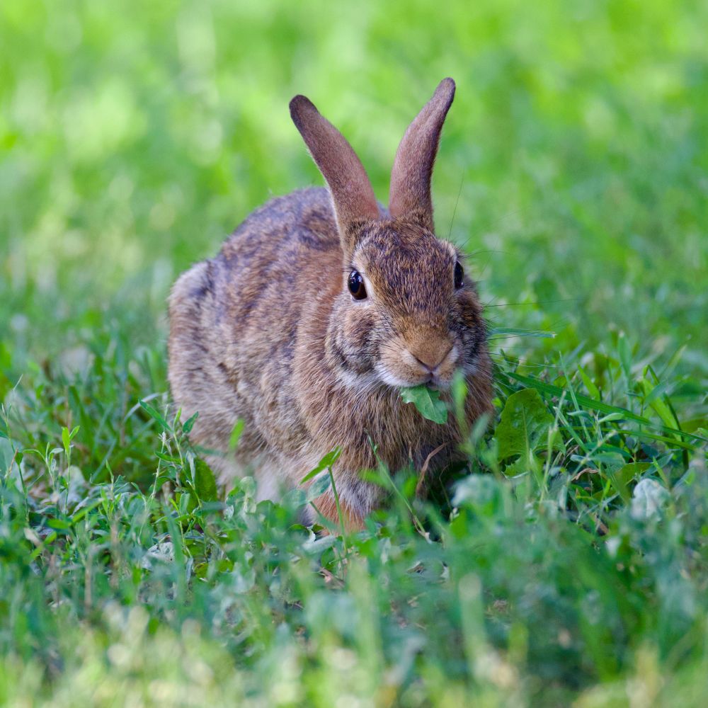 Rabbit on grass eating a leaf. 