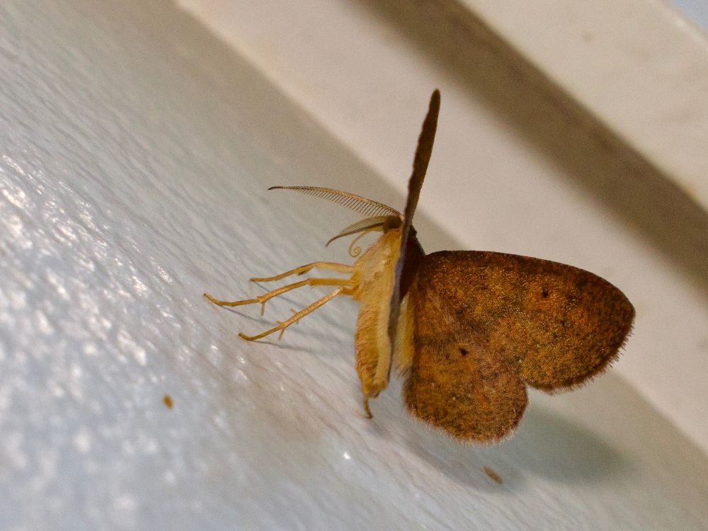 Side view of moth. 
