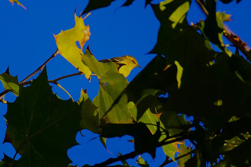 Warbler partially hidden by leaves. 