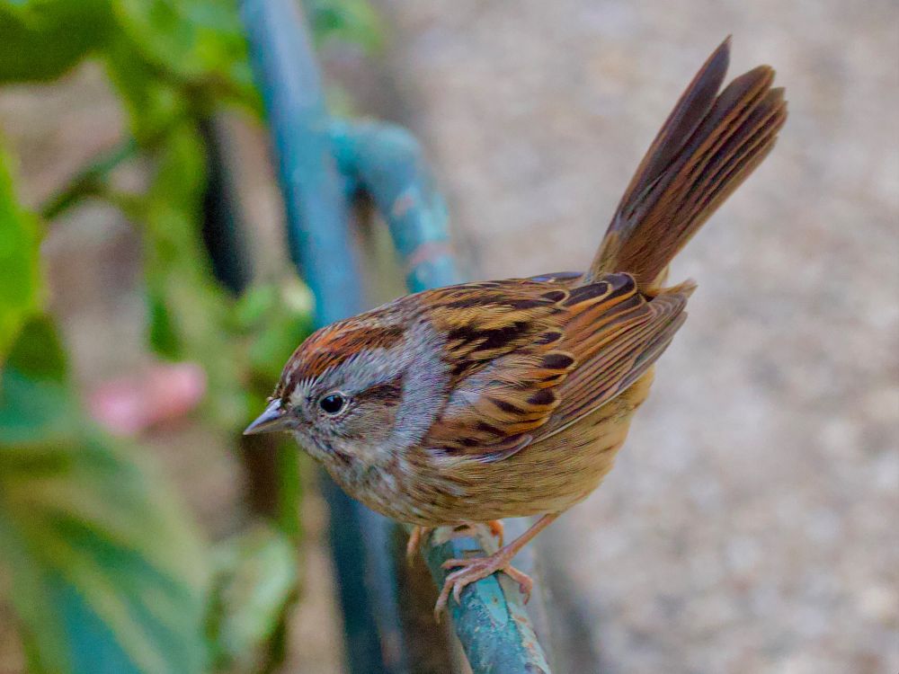 Sparrow on railing in profile. 