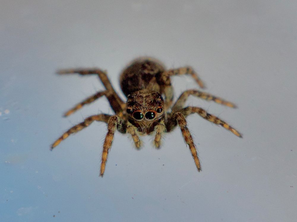 Spider standing on glass. 