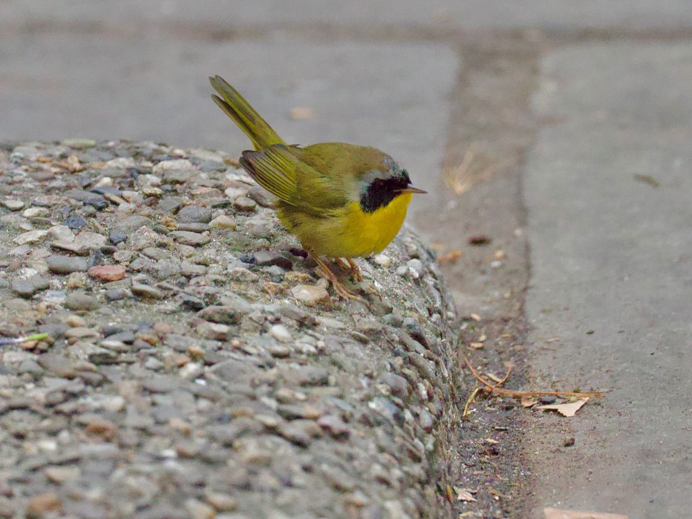 Male yellowthroat on low concrete wall. 
