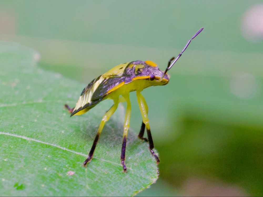 Stink bug with long yellow and black legs. 