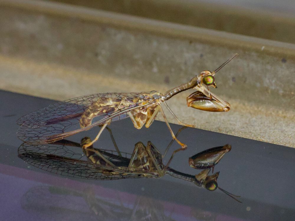 Mantidfly and its reflection on glass. 