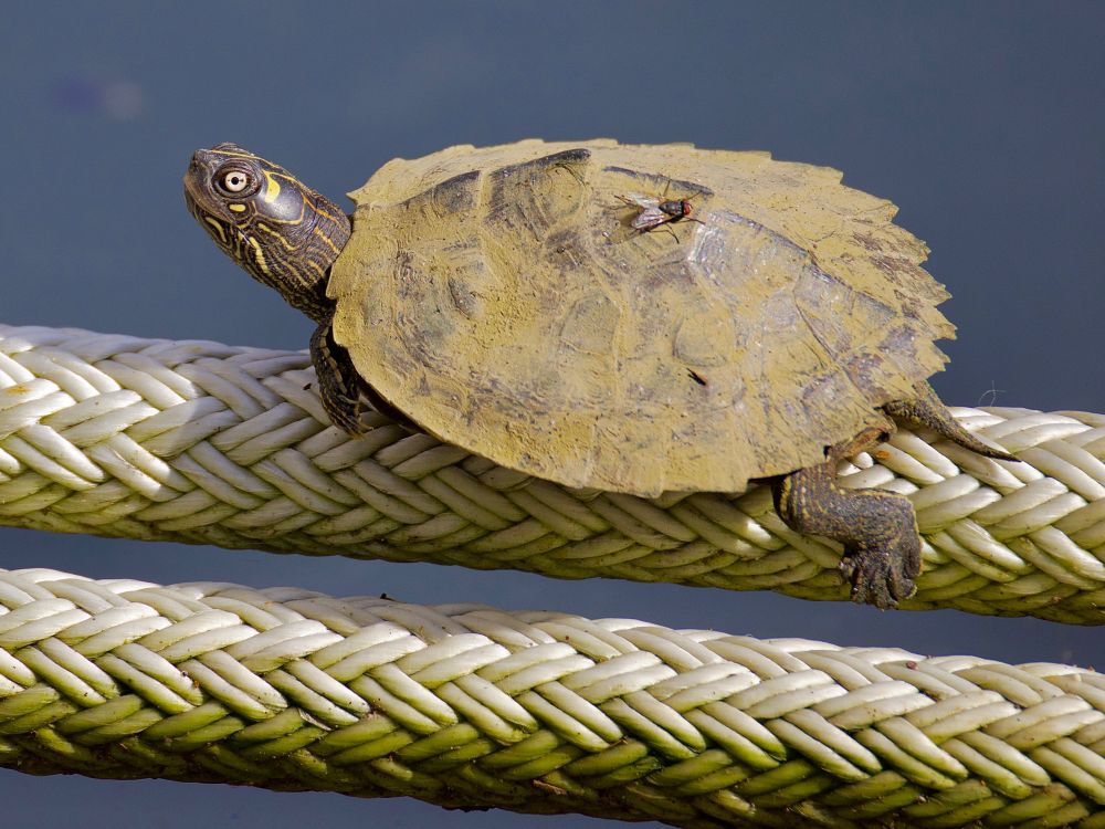 Very small turtle sunning on a rope. 