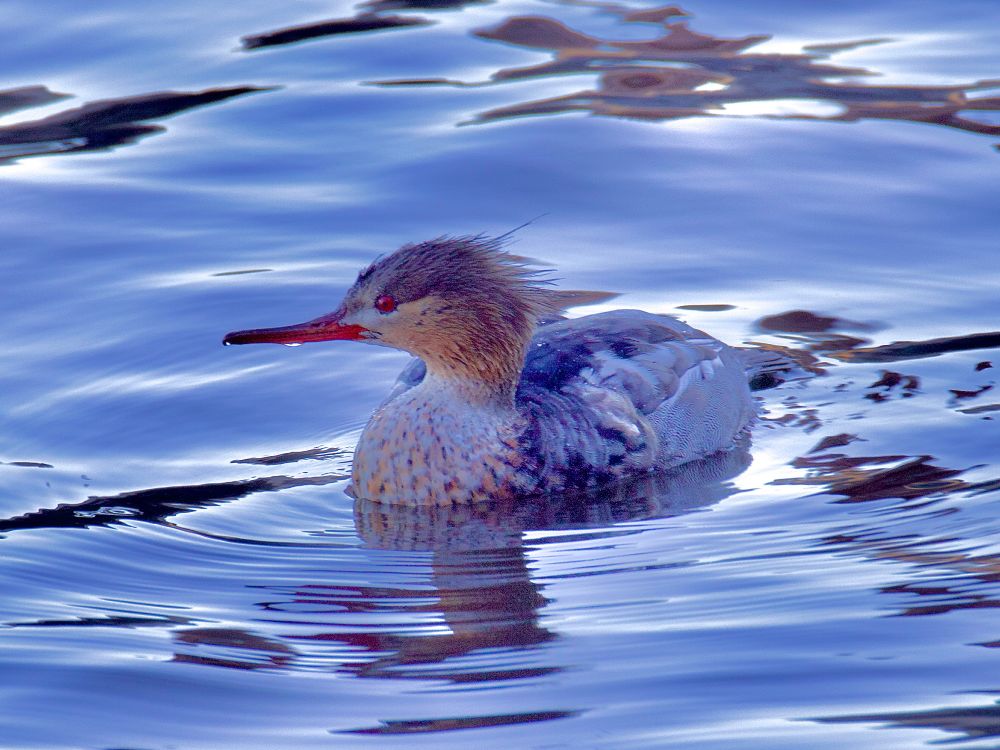 Merganser surrounded by water, red eye prominent. 