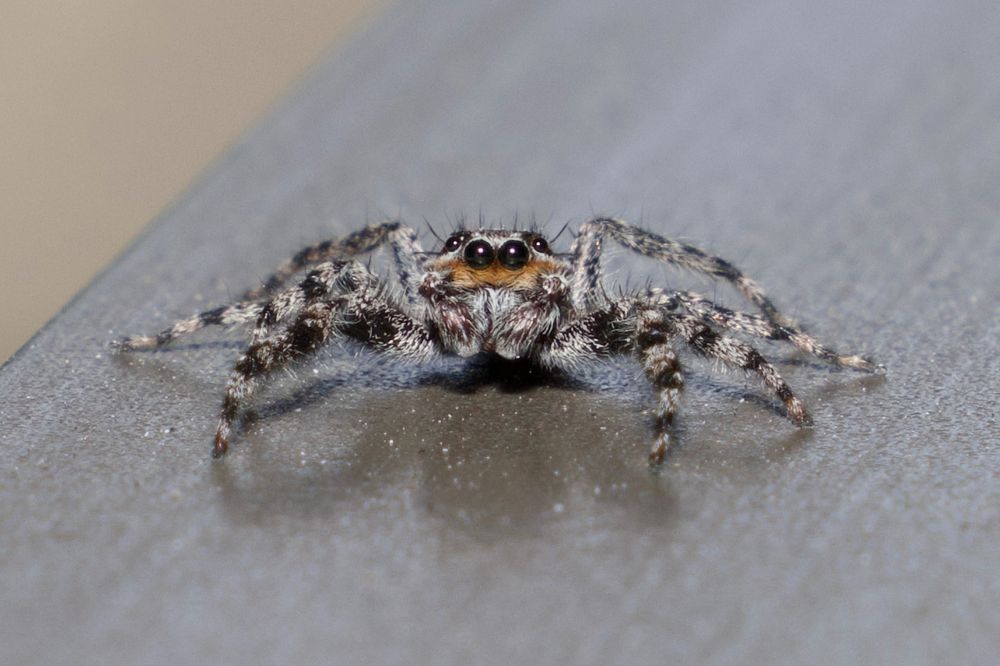 Spider on railing, eyes prominent. 
