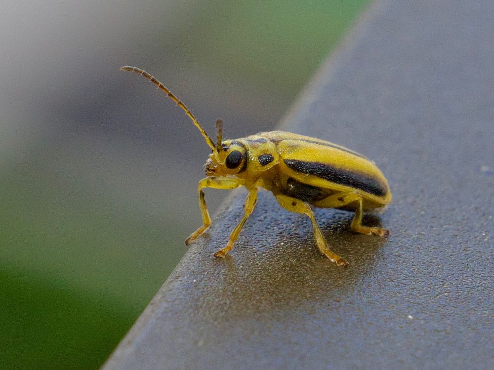 Yellow and black beetle with big black eyes, on railing. 