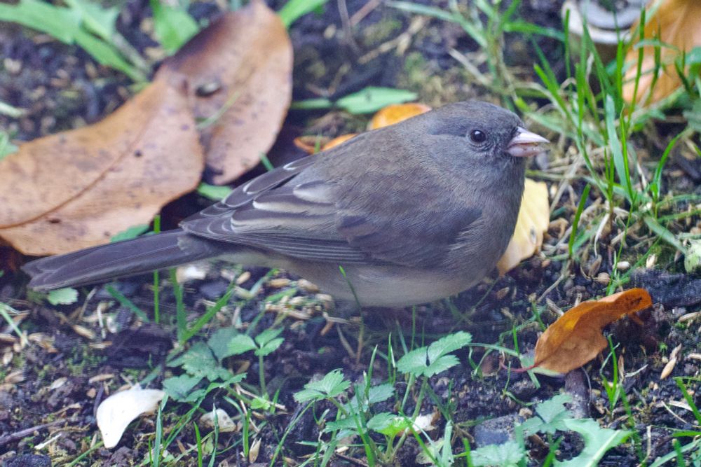 Bird foraging on ground among fallen leaves. 