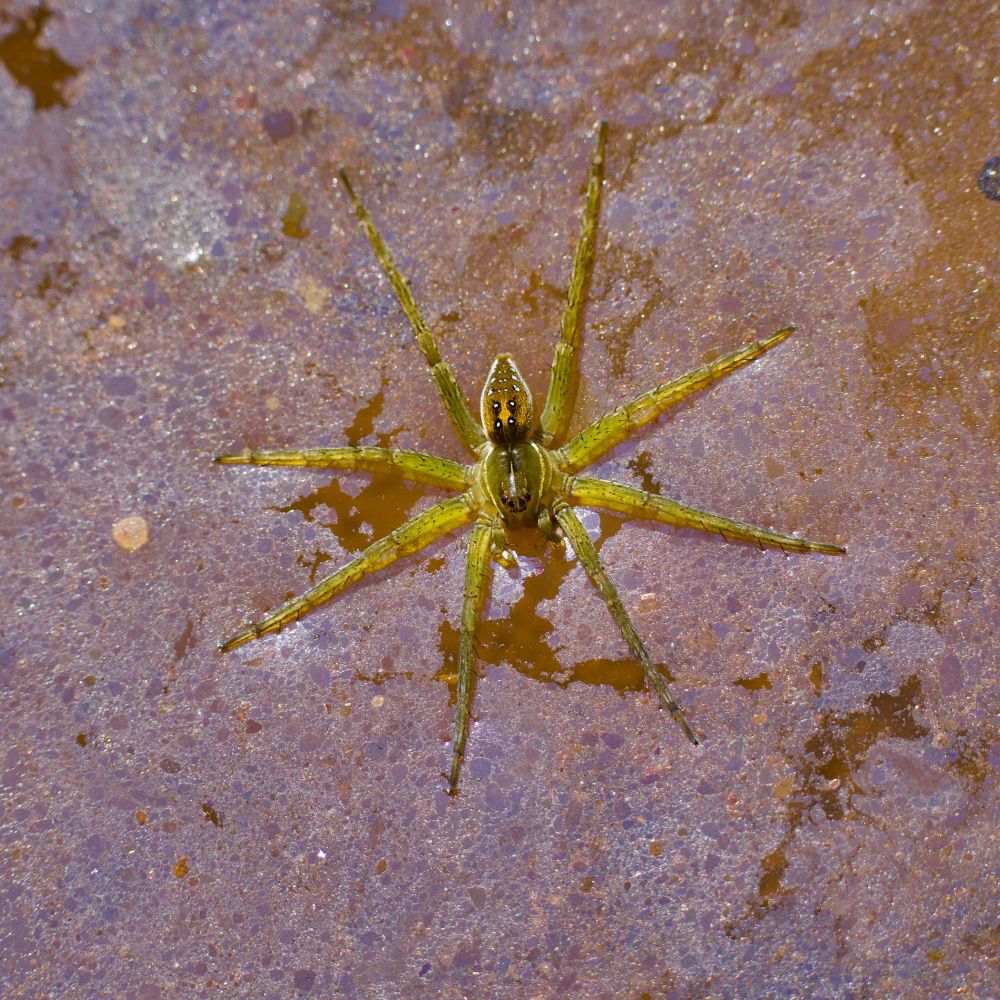 Spider atop shallow water. 