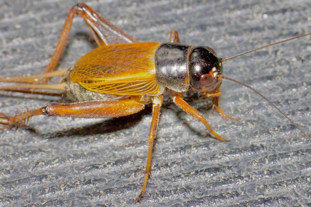 Cricket with brown body and dark head. 