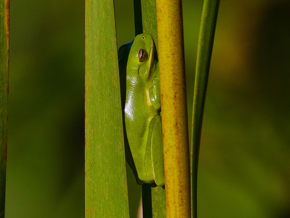 Frog attached to stem by leaf. 