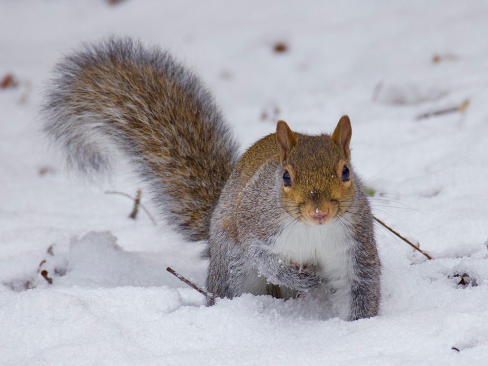 Squirrel in snow staring at camera. 