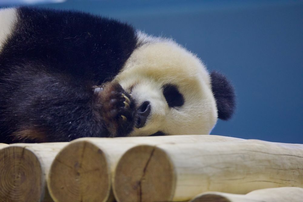 National Zoo panda resting. 