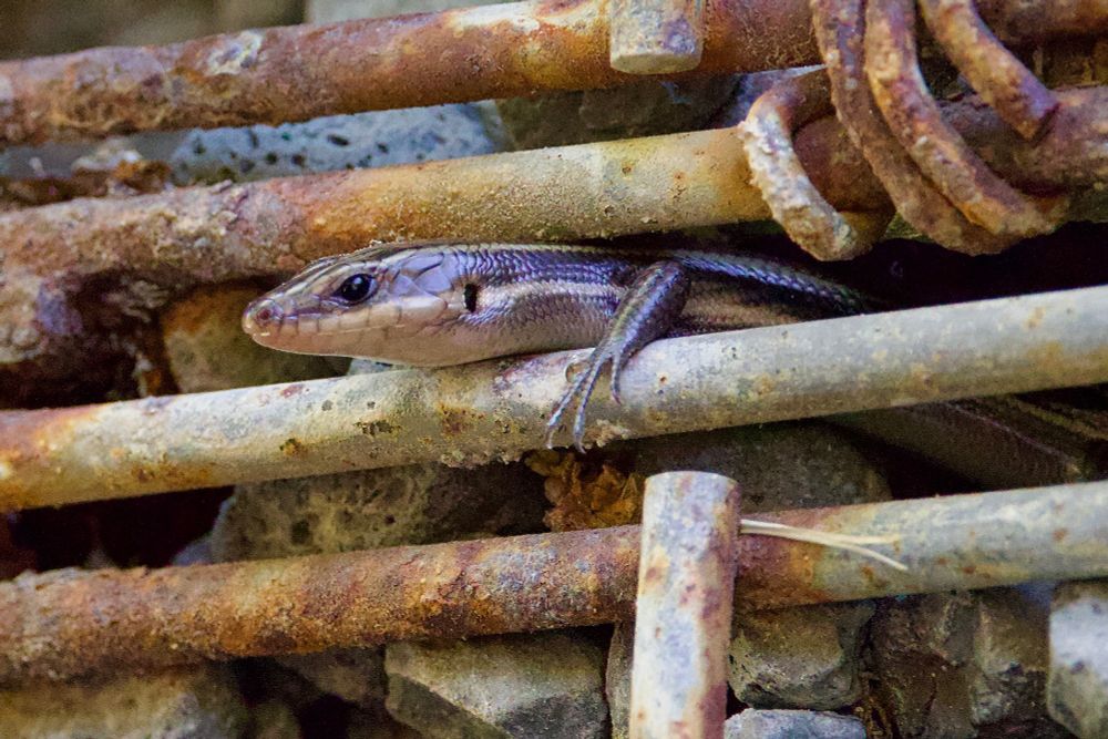 Skink peeping through pipes. 