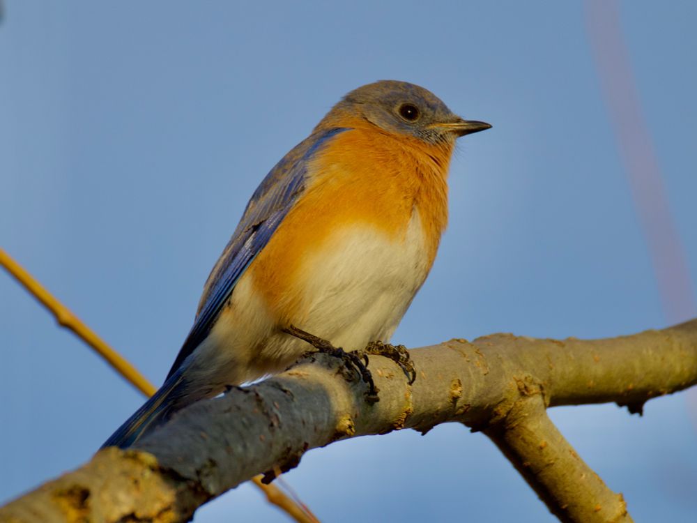 Bluebird perched on branch, blue sky background. 