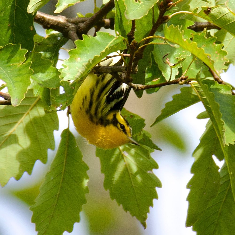 Warbler on branch, upside down. 