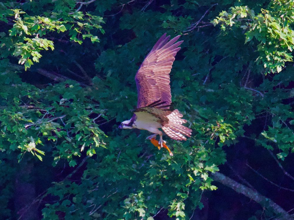 Flying Osprey with orange carp in talons, trees in background. 