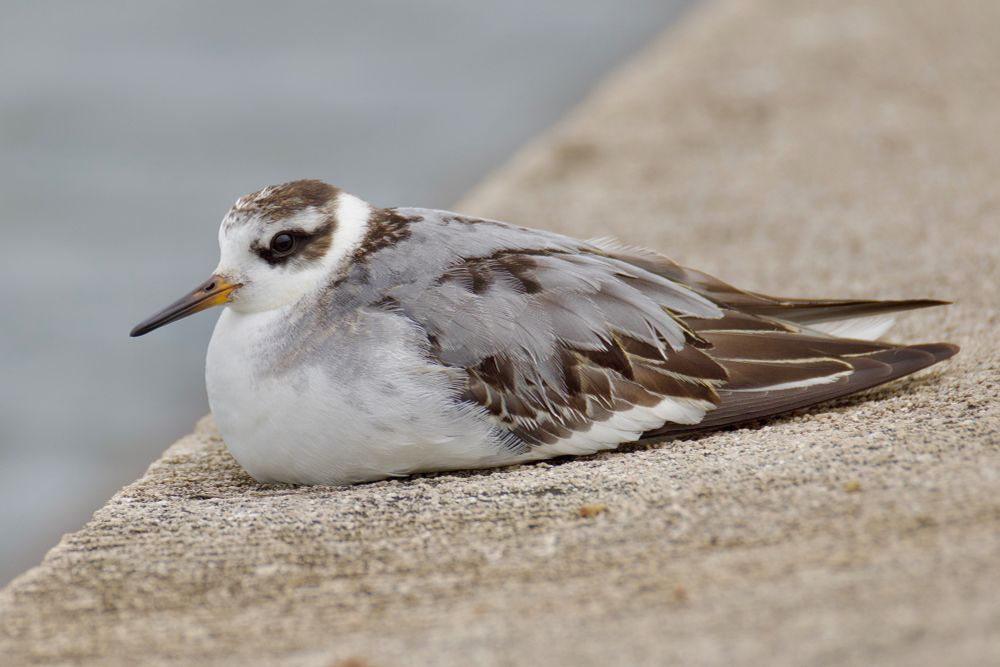 Phalarope citing at edge of pool. 