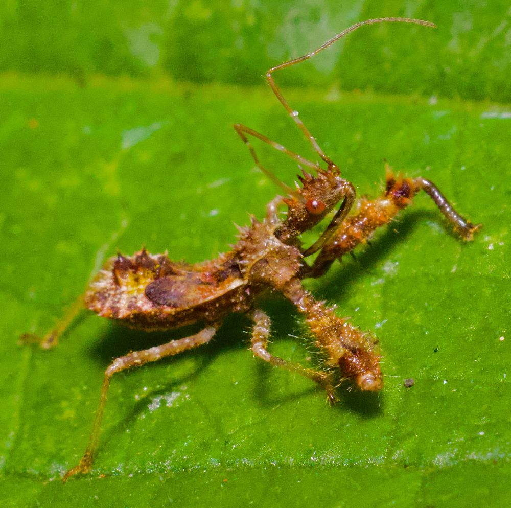 Assassin bug on leaf. 