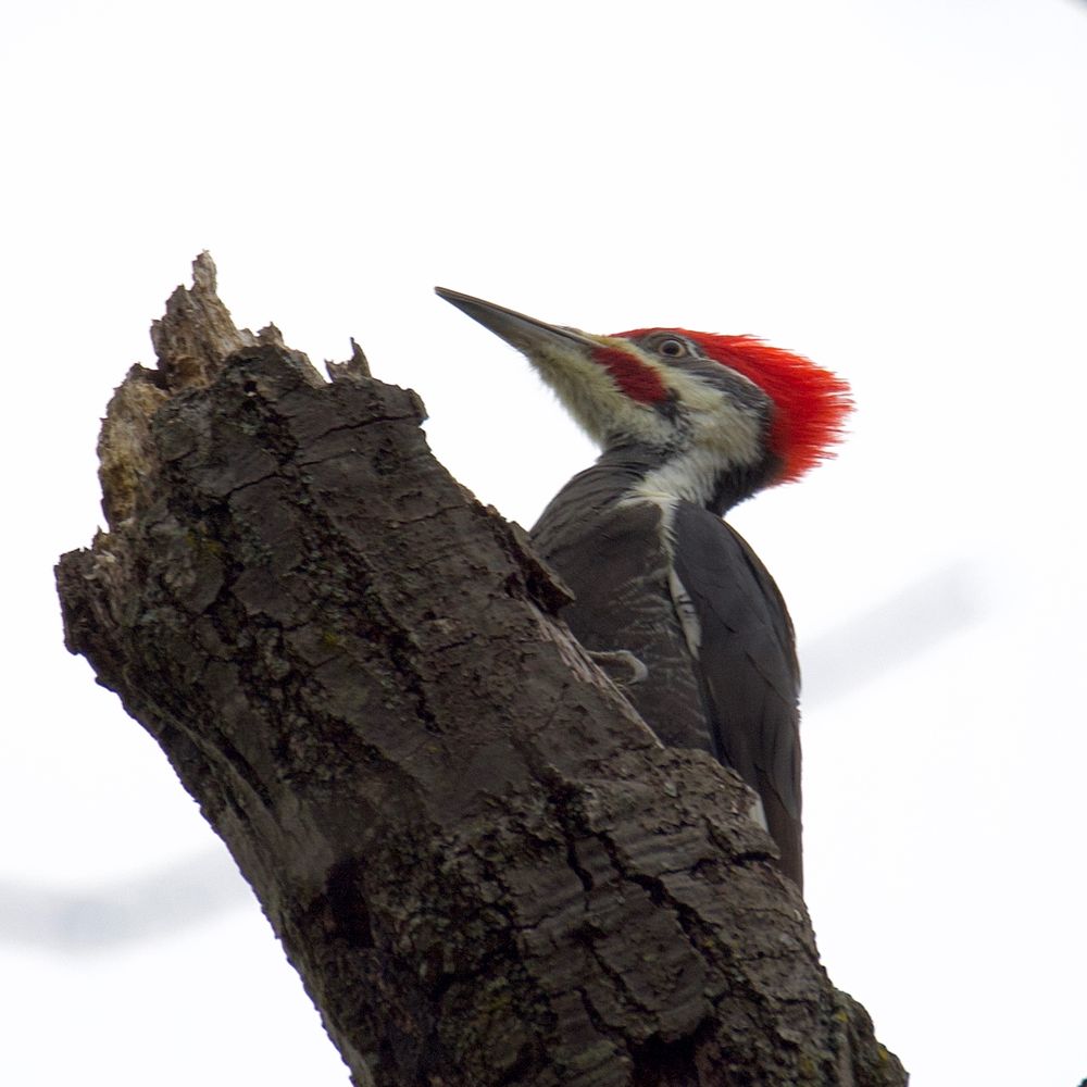 Male pileated woodpecker atop a dead tree. 