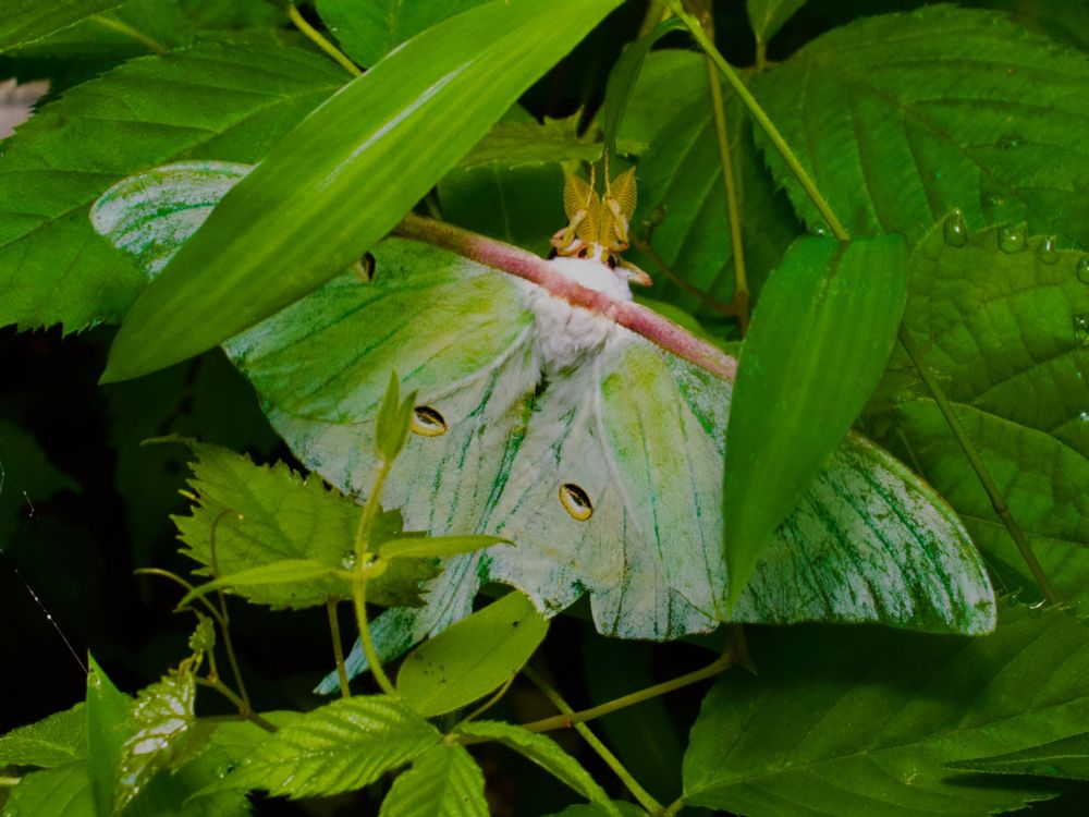 Luna moth among leaves. 