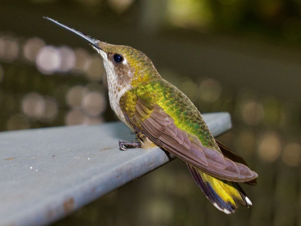 Colorful hummingbird perched on fan blade. 