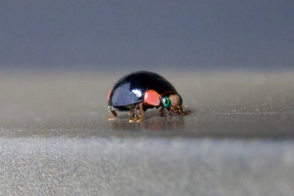 Black beetle with big red spots. 