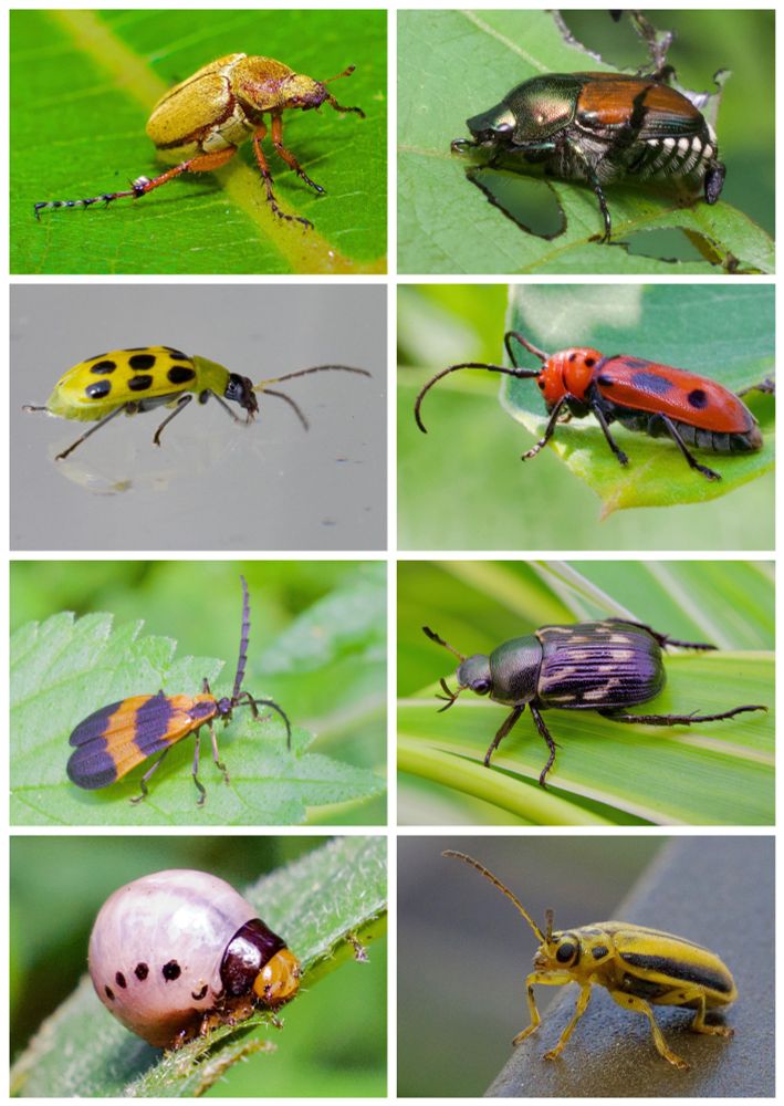 Clockwise from top left: Rose chafer beetle, Japanese beetle, red milkweed beetle, spotted chafer beetle, elm leaf beetle, false potato beetle, reticulated net-wing beetle, spotted cucumber beetle. 