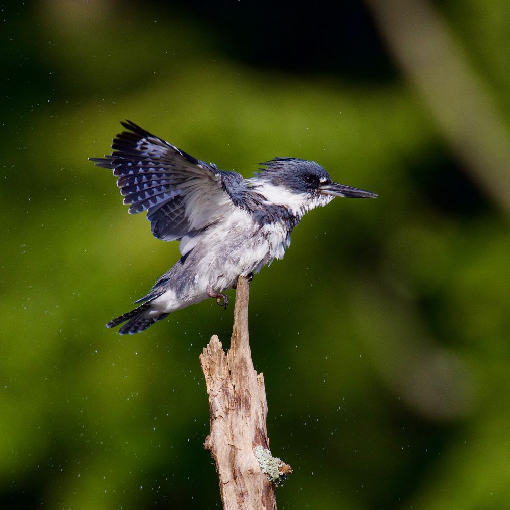 Kingfisher with wings spread and water droplets flying. 