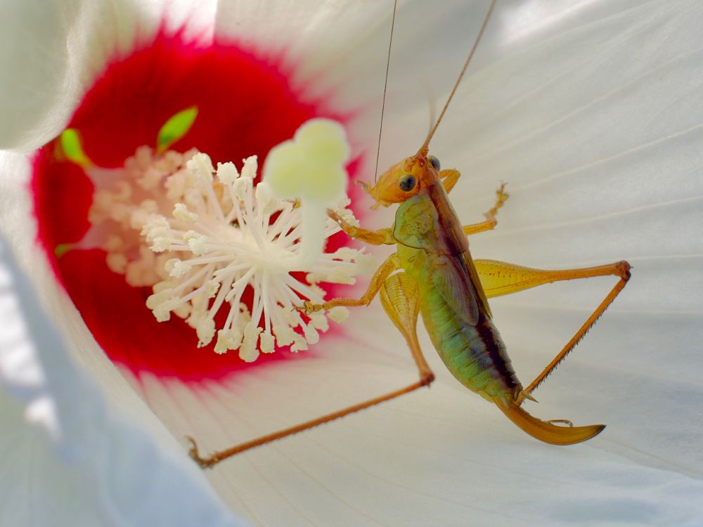 Katydid standing on white petals near maroon eye. 